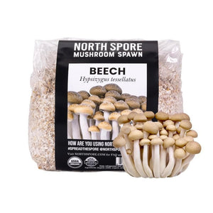 North Spore beech mushroom spawn bag with a cluster of harvested brown and white beech mushrooms in front.