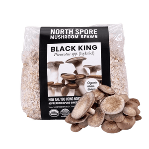 North Spore Black King mushroom spawn bag with grain and a cluster of brown mushrooms in front.