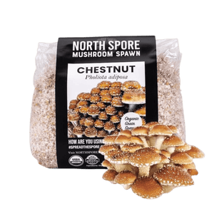 North Spore Chestnut mushroom spawn bag with grain and a cluster of brown mushrooms in front.