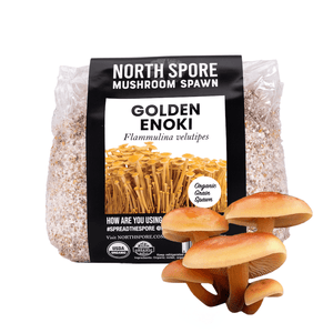 North Spore Golden Enoki mushroom grain spawn bag with a cluster of golden enoki mushrooms in front.