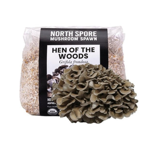 A clear plastic bag of North Spore Hen of the Woods mushroom spawn, with a cluster of grey-brown mushrooms in front.