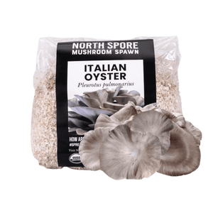 Clear plastic bag of Italian oyster mushroom spawn with a black and white label showing grey oyster mushrooms.