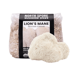 North Spore Lion’s Mane mushroom spawn bag with a black label, next to a freshly harvested shaggy white lion's mane mushroom.