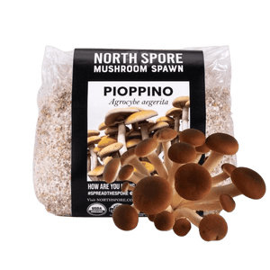 North Spore Pioppino mushroom spawn bag with a cluster of brown mushrooms in front.