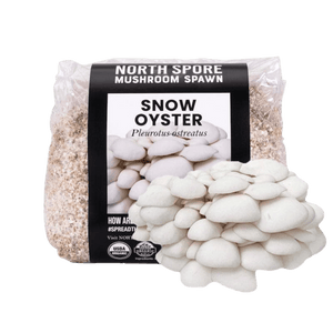 Bag of North Spore Snow Oyster mushroom spawn with a cluster of white mushrooms in front.
