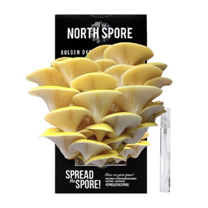 A cluster of bright yellow golden oyster mushrooms in front of a black North Spore box with a clear spray bottle beside it.
