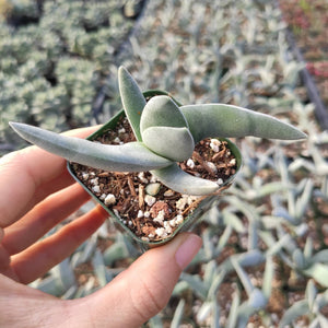 Hand holding a small green Gasteria succulent with thick, pointed leaves in a square pot.