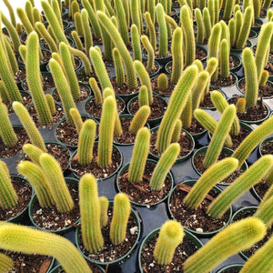 Top-down view of many small pots with tall, slender, yellow-green peanut cacti arranged in a flat tray.