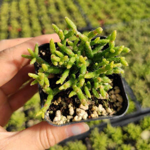 Hand holding small black pot with green, branching Rhipsalis pilocarpa cactus in soil.