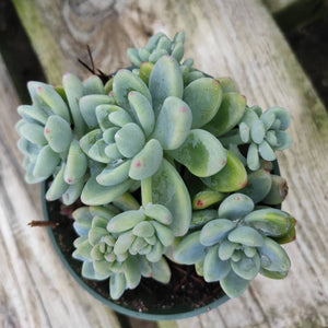 Overhead shot of a succulent plant in a pot, featuring plump, blue-green leaves with reddish tips.