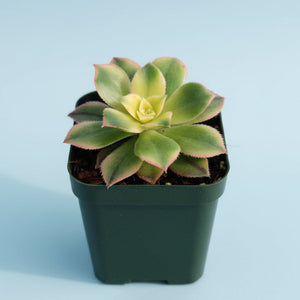 Green and yellow succulent with pink-edged leaves in a square green pot against a light blue backdrop.