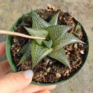 Top-down view of a Haworthia cooperi succulent with fleshy, translucent green leaves in a small green pot.
