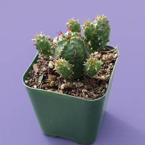 A green succulent with rounded, bumpy stems and red tips planted in a square green pot against a purple background.