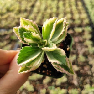 A small potted succulent with green, white-edged leaves and pink tips.