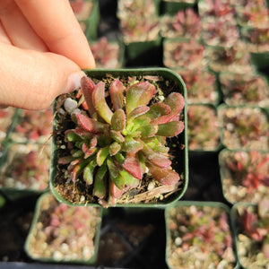 A hand holds a small square green pot containing a fuzzy green and red succulent.
