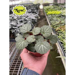 Begonia 'Strawberry'