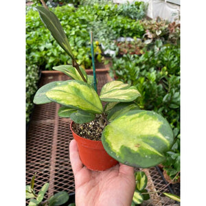 Hoya Obovata Reverse