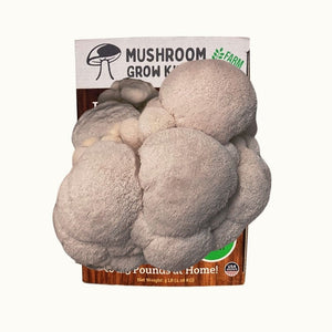 Lion's Mane Mushroom Growing Kit - 5 LBS Spray and Grow