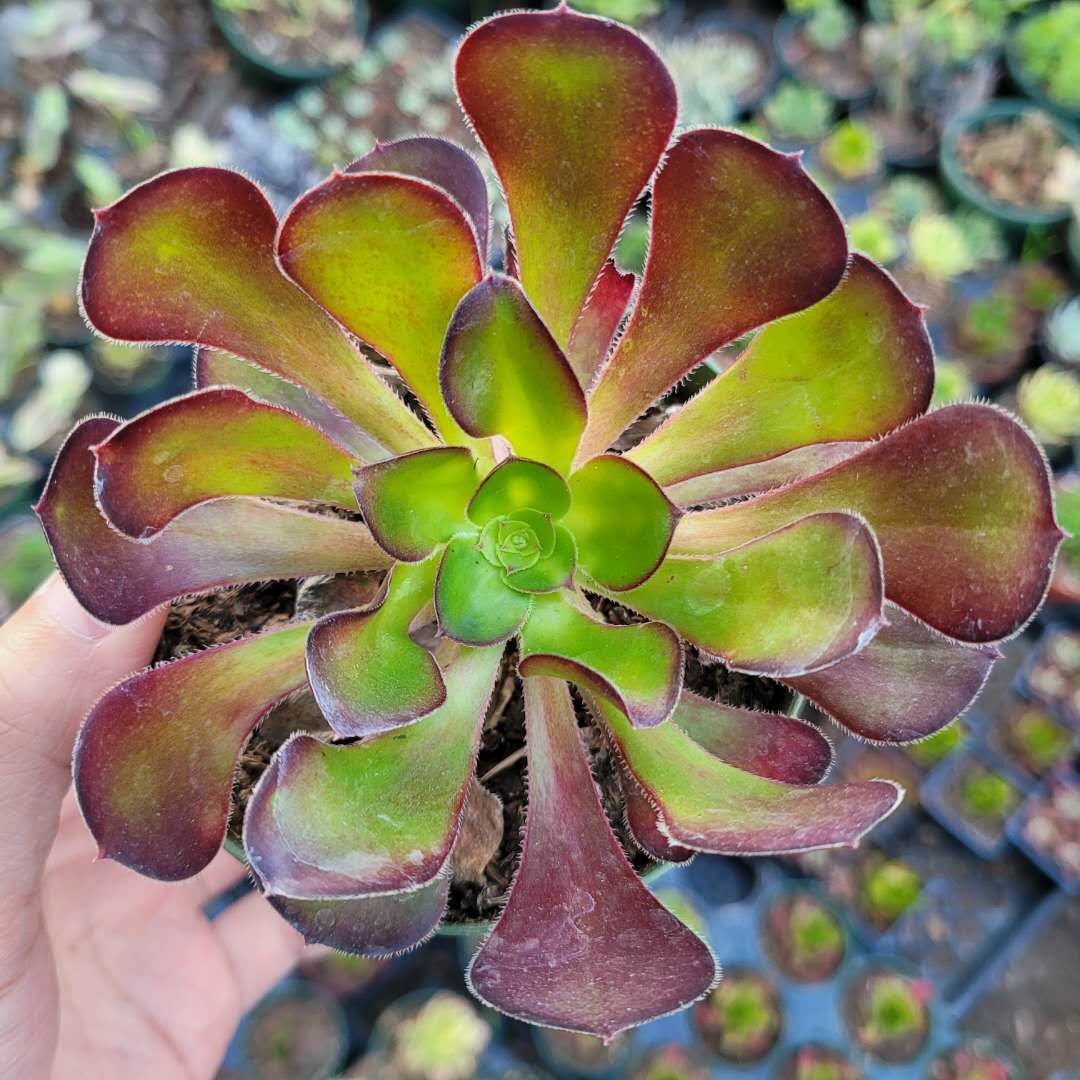 6