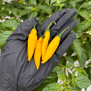 Lemon Drop (Aji Lemon) Pepper Seeds