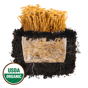 Golden enoki mushrooms growing from a substrate block in soil, with a USDA Organic seal.