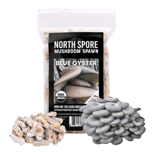 A clear plastic bag of North Spore Blue Oyster mushroom plug spawn with a pile of wooden plugs and a cluster of blue-gray oysters.