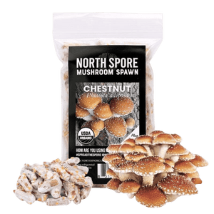 North Spore Chestnut mushroom spawn bag with sawdust plugs and a cluster of brown mushrooms.