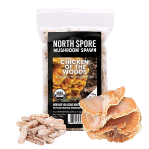 North Spore Chicken of the Woods mushroom plug spawn bag with wooden plugs and fresh mushrooms.