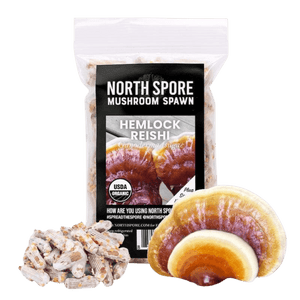 Clear plastic bag of Hemlock Reishi mushroom spawn, with a pile of grain plugs and two glossy brown Reishi mushrooms.