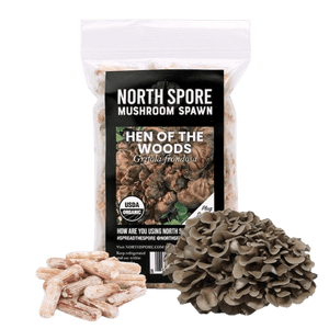 Clear bag of North Spore Hen of the Woods mushroom spawn plugs, with wooden plugs and a fresh mushroom cluster.