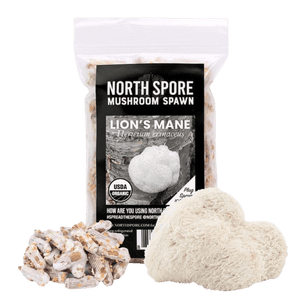 Clear plastic bag of North Spore Lion's Mane mushroom plug spawn, with a pile of wooden plugs and a harvested mushroom.