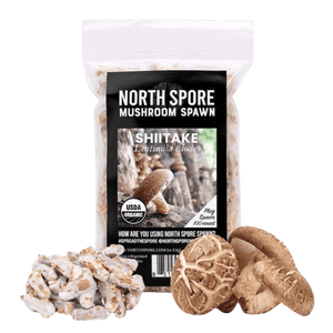 Bag of North Spore shiitake mushroom plug spawn with wooden plugs and fresh shiitake mushrooms.