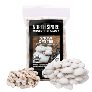 A clear bag of North Spore snow oyster mushroom plug spawn, with a pile of wooden plugs and a cluster of white mushrooms.