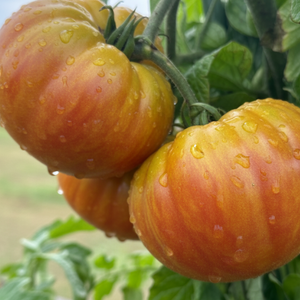 Pineapple Tomato Seeds