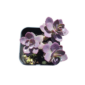 Top-down view of three purple succulent rosettes in a square black pot on a white background.