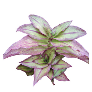 A plant with pointed leaves in shades of green and purple, isolated on white.