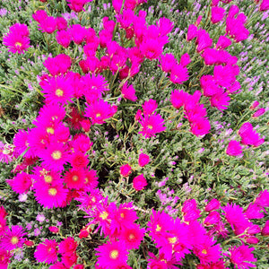 Top-down view of dense green foliage covered in vibrant hot pink flowers with yellow centers.
