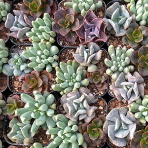 Overhead view of multiple small pots filled with a variety of colorful succulents, featuring pale green, purple, and brown tones.