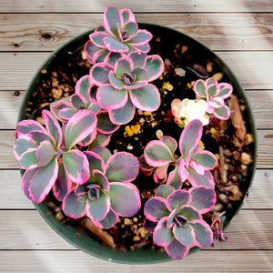Overhead shot of a potted succulent with green-grey leaves featuring vibrant pink edges, on a wooden surface.