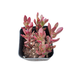 Small red-leaved succulent in a square black pot against a white background.
