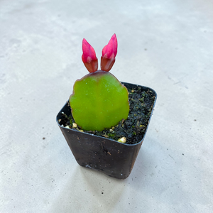 Small green cactus leaf in a black square pot with two bright pink buds resembling bunny ears.