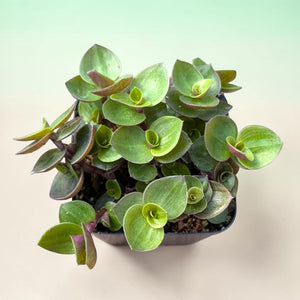 Top-down view of a Tradescantia plant in a square pot, featuring glossy green and purple leaves.