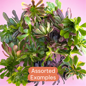 A collection of assorted green and dark purple succulent rosettes on a pink background.