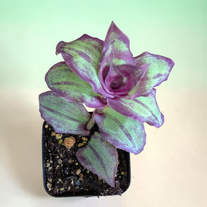 A small plant in a square pot, featuring broad leaves with vibrant purple and light green variegated stripes.