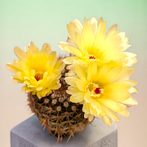 A round cactus with sharp spines blooms with three large, vibrant yellow flowers, each featuring a bright red center.