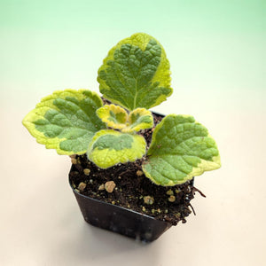 A small potted plant with textured green and yellow variegated leaves in a black pot.