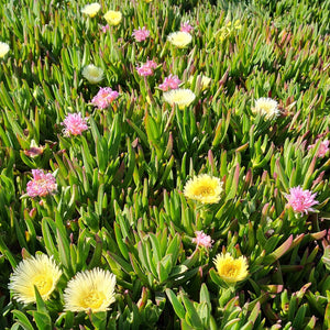 Dense green succulent groundcover with small yellow, white, and pink flowers scattered throughout.