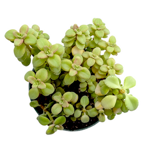 Top-down view of a potted succulent with rounded, light green leaves and reddish leaf edges.