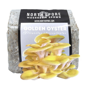 A North Spore mushroom spawn bag showing a cluster of bright yellow golden oyster mushrooms.