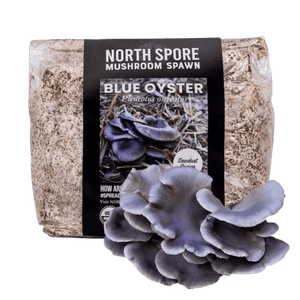 North Spore Blue Oyster mushroom spawn bag and a cluster of blue-gray oyster mushrooms.